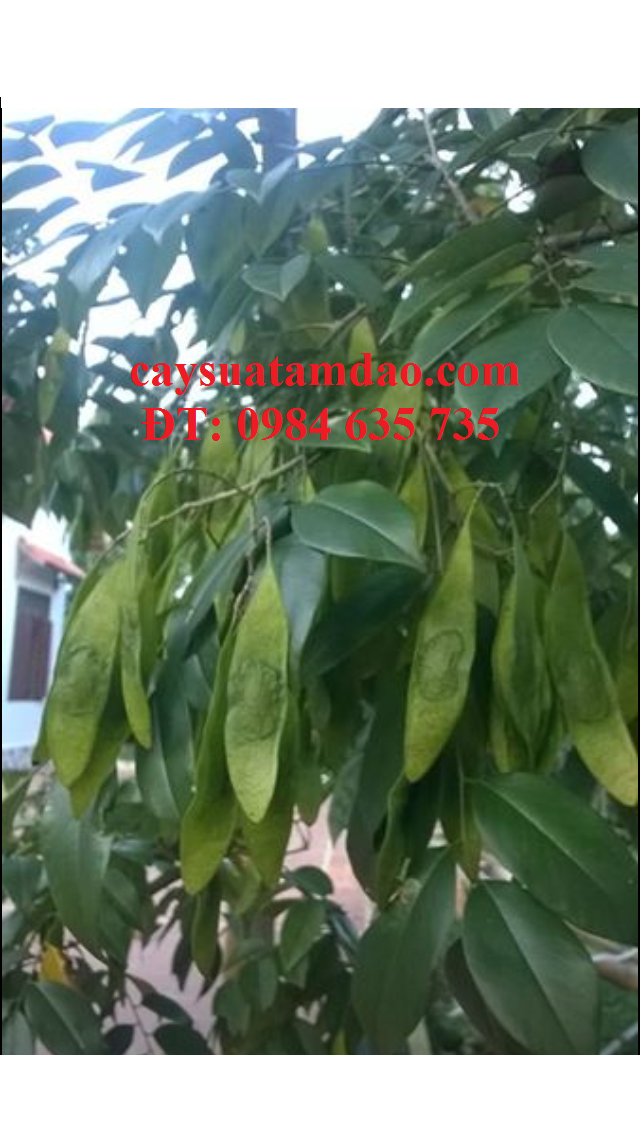 Quả sưa đỏ Tam Đảo