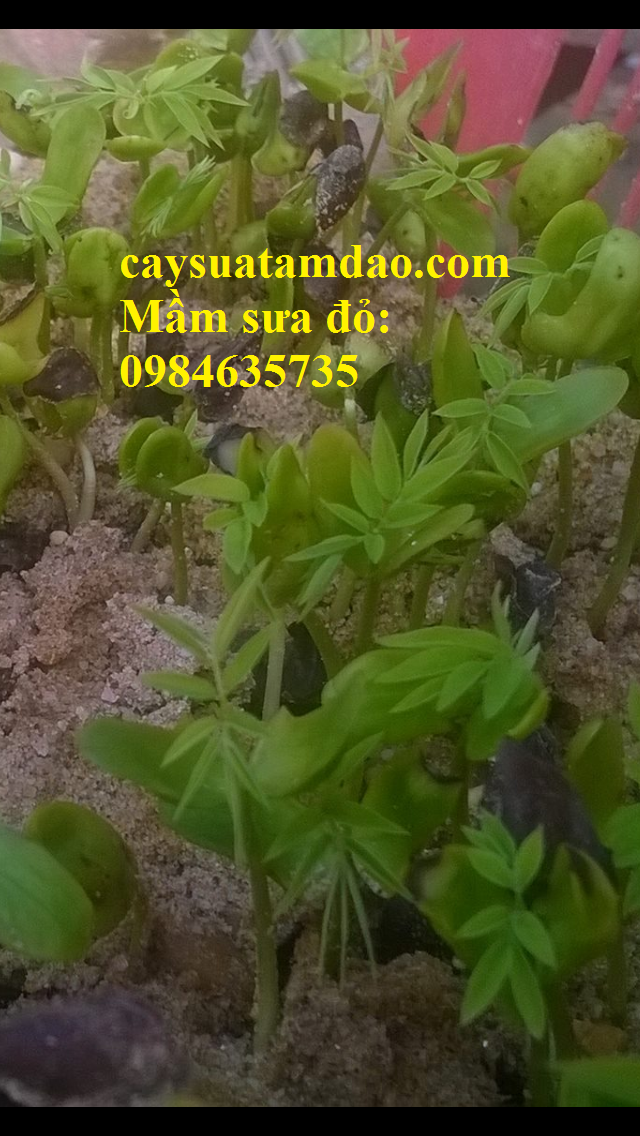 Mầm cây sưa đỏ