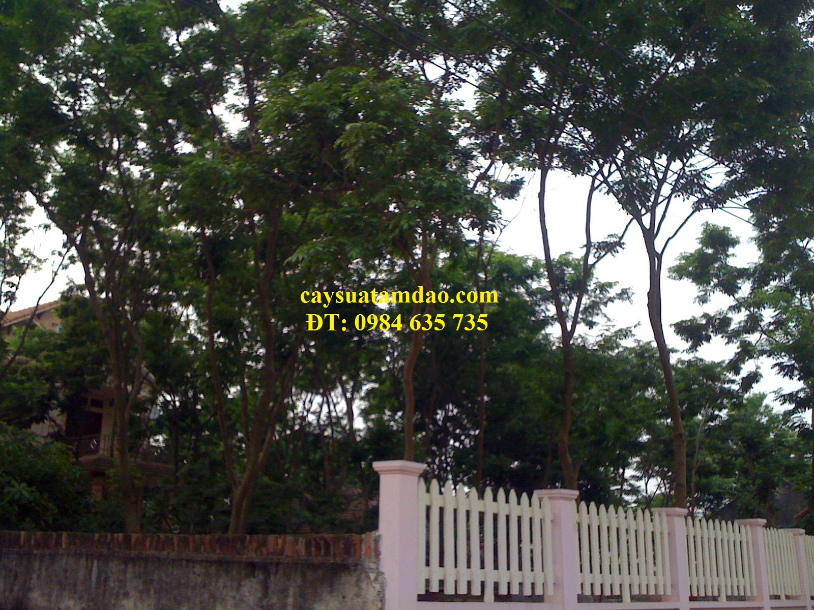 Vườn sưa đỏ bố mẹ Cty TNHH MTV Giống cây trồng Tam Đảo khu 3 làng Chanh xã Tam Quan-Tam Đảo-Vĩnh Phúc