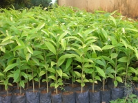 Bán giống cây Dó bầu (Trầm hương)