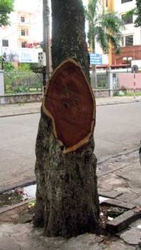 Bán hạt giống sưa đỏ 
