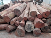 Danh sách cây gỗ nhóm 1 ở Việt Nam