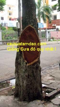 Hai cây sưa ở thành phố Vĩnh Yên(Vĩnh Phúc) mới bị kẻ gian xẻ thịt